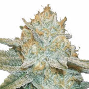 Auto AK47 Feminized Seeds MSNL Promo Code