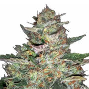 Big Bud Auto Seeds MSNL Promo Code