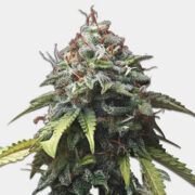 Colombian Gold Feminized Cannabis Seeds MSNL Promo Code