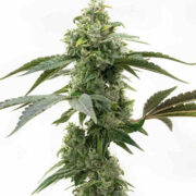 Critical Mass Feminized Homegrown Cannabis Co Coupon Code