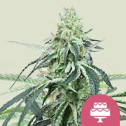 Wedding Gelato Royal Queen Seeds Promo Code