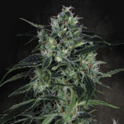 Auto Whiteberry Paradise Seeds Promo Code