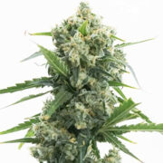 Banana Kush Autoflower Homegrown Cannabis Co Discount Code