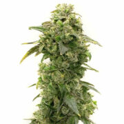 Banana Kush Feminized Homegrown Cannabis Co Promo Code