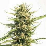 Big Bud Autoflower Homegrown Cannabis Co Discount Code