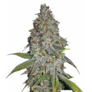 Blue Cookies Feminized Cannabis Seeds MSNL Promo Code