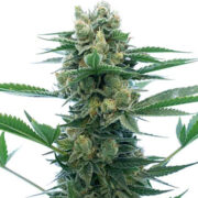 Blue Dream Autoflower Homegrown Cannabis Co Discount Code