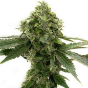 Bubblegum Feminized Homegrown Cannabis Co Promo Code