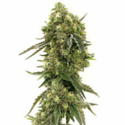 California Dream Feminized Homegrown Cannabis Co Promo Code