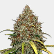 Cap Junky Feminized Cannabis Seeds MSNL Discount Code