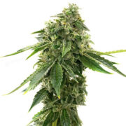 Critical Mass Autoflower Homegrown Cannabis Co Discount Code