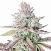 Gelato Fast Flowering Feminized Seeds MSNL Promo Code