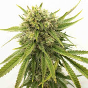 Gold Leaf Autoflower Homegrown Cannabis Co Discount Code