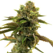Grapefruit Autoflower Homegrown Cannabis Co Promo Code