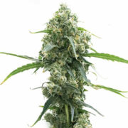 OG Kush Autoflower Homegrown Cannabis Co Discount Code