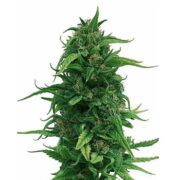 OG Kush Fast Flowering Feminized Seeds MSNL Coupon Code