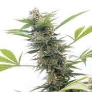 Super Lemon Haze Autoflower Homegrown Cannabis Co Promo Code