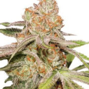 Auto MAC #1 - Feminised - Dutch Passion Amsterdam Seed Center Promo Code