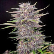 Banana Purple Punch - 5PACK - Feminised - Fast Buds Seeds Amsterdam Seed Center Promo Code