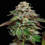 Blue Gem - Feminised - Paradise Seeds Amsterdam Seed Center Promo Code