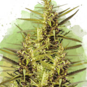Blueberry Kush Autoflower - 5-pack - Feminised - Nirvana Seeds Amsterdam Seed Center Coupon Code