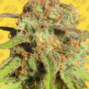 Bruce Banner #3 Auto - Feminised - Original Sensible Seeds Amsterdam Seed Center Promo Code