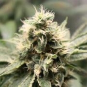 Chemhead OG - 5PACK - Feminised - Pheno Finder Seeds Amsterdam Seed Center Promo Code