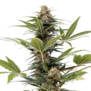 Darth Vader OG Auto Pacific Seed Bank Promo Code