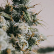 Do-si-dos Autoflower Seeds ILGM Promo Code