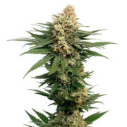 Dynamighty Auto - Feminised - Amsterdam Genetics Amsterdam Seed Center Promo Code