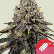 Dynamite Diesel - RQS x Tyson 2.0 - Feminised - Royal Queen Seeds Amsterdam Seed Center Promo Code