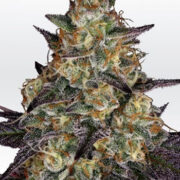 El Dorado OG - Feminised - Paradise Seeds Amsterdam Seed Center Promo Code