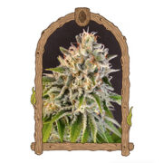 Exotic Biscotti - 5-pack - Feminised - Exotic Seed Amsterdam Seed Center Promo Code
