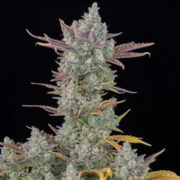 Gorilla Cookies Auto - 5-pack - Feminised - Fast Buds Seeds Amsterdam Seed Center Promo Code