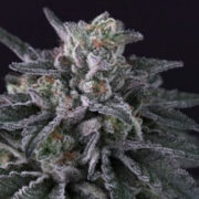 Gulupa - Feminised - Paradise Seeds Amsterdam Seed Center Promo Code