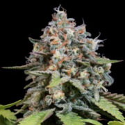 Highway 66 - Feminised - Paradise Seeds Amsterdam Seed Center Promo Code