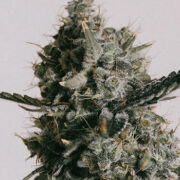 ILGM Do-si-dos Autoflower Seeds Coupon Code