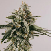 ILGM LSD Feminized Seeds Promo Code