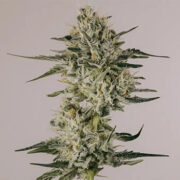 ILGM Rainbow Glue Feminized Seeds Discount Code