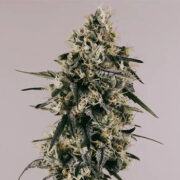 ILGM Strawberry Cough Feminized Seeds Discount Code