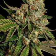 Kosher Dawg - 6PACK - Feminised - DNA Genetics Amsterdam Seed Center Promo Code