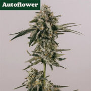 LSD Autoflower Seeds ILGM Promo Code