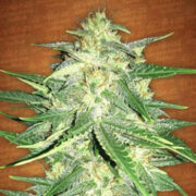 Lemon AK Auto - Feminised - Fast Buds Seeds Amsterdam Seed Center Promo Code