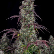Lemon Pie Auto - Feminised - Fast Buds Seeds Amsterdam Seed Center Discount Code