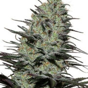 Morpheus - 5pack - Feminised - Buddha Seeds Amsterdam Seed Center Coupon Code