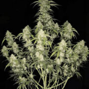 Papaya Cookies Auto - 5-pack - Feminised - Fast Buds Seeds Amsterdam Seed Center Coupon Code