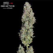Pineapple Daddy Autoflower Seeds ILGM Discount Code