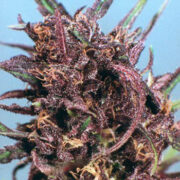 Purple #1 - Feminised - Dutch Passion Amsterdam Seed Center Promo Code