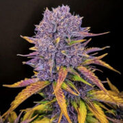 Purple Lemonade Auto - Feminised - Fast Buds Seeds Amsterdam Seed Center Coupon Code