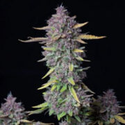 Purple Punch Auto - 5PACK - Feminised - Fast Buds Seeds Amsterdam Seed Center Coupon Code